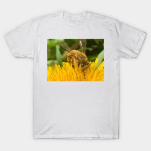 Bee In a Dandelion T-Shirt
